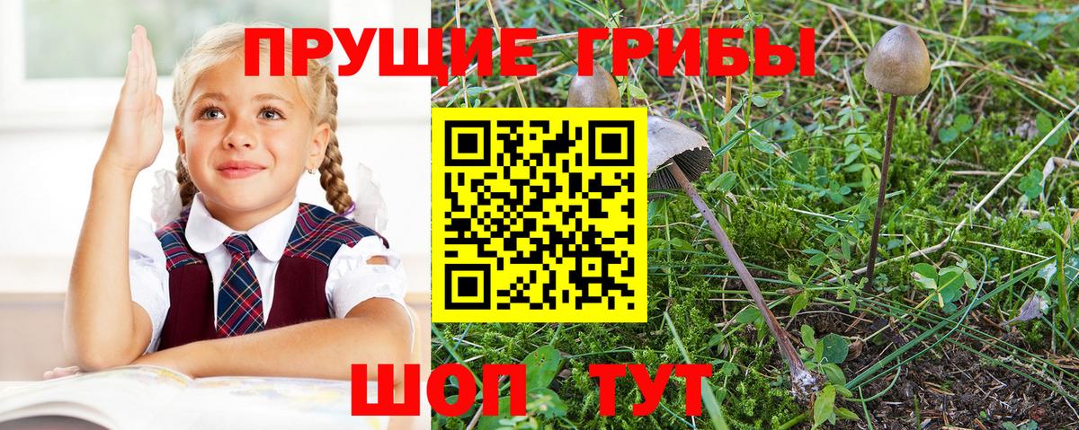 Галлюциногенные грибы Psilocybine cubensis  Вход с VPN  Сальск 